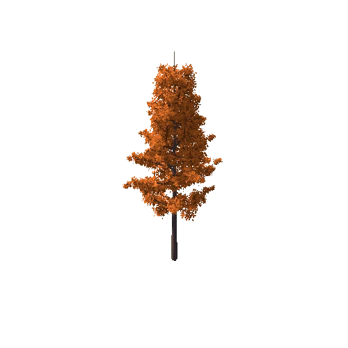 Tree_C Autumn_3